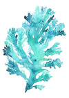 Turquoise Seaweed