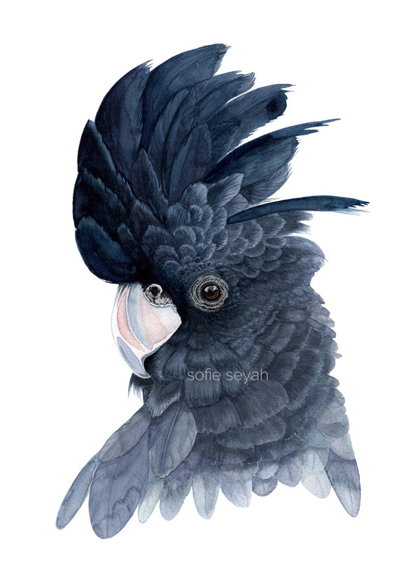 Bunji Black Cockatoo